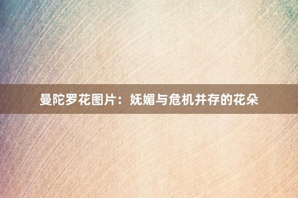 曼陀罗花图片：妩媚与危机并存的花朵