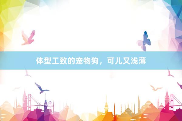 体型工致的宠物狗，可儿又浅薄
